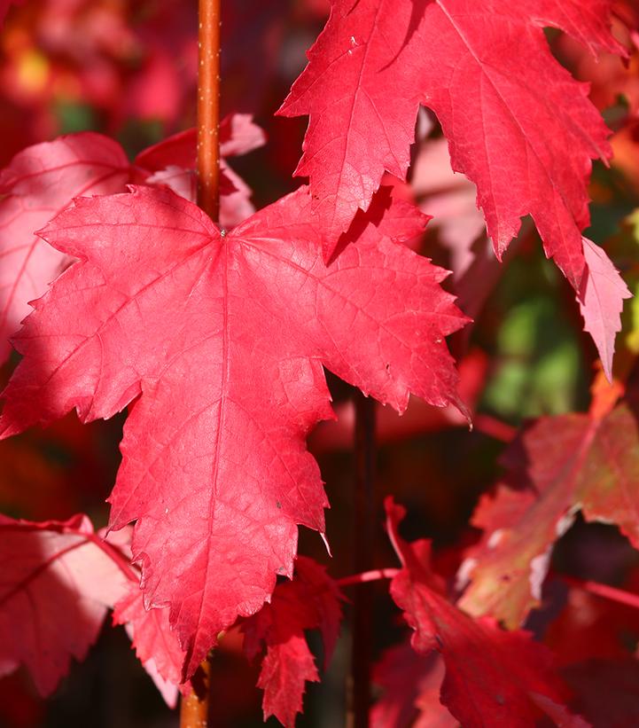 Acer rubrum Red Sentinel®