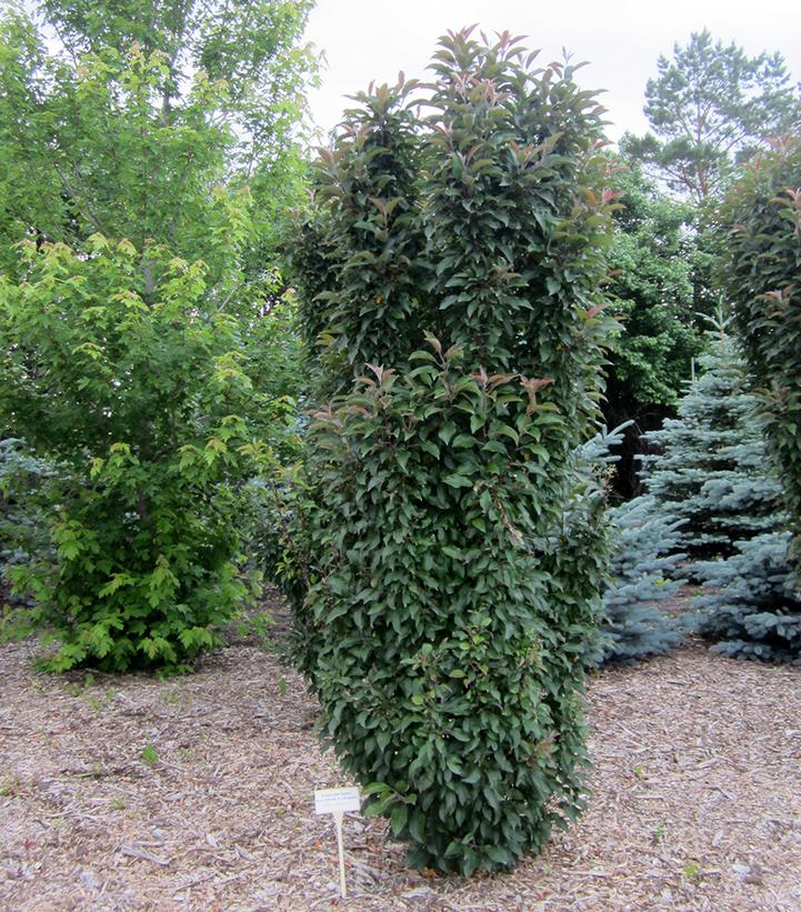 Malus Emerald Spire®
