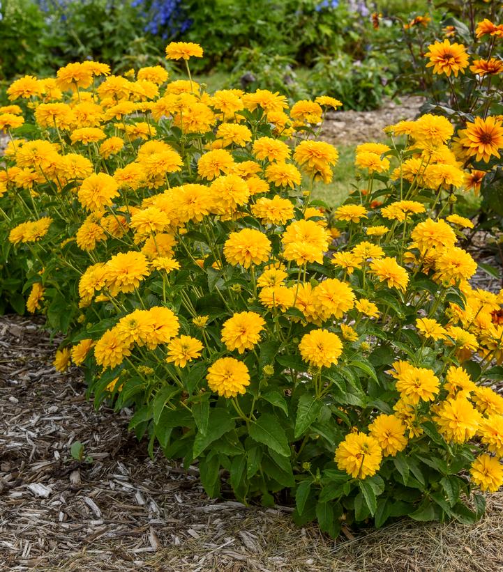 Heliopsis helianthoides 'Rays for Days'