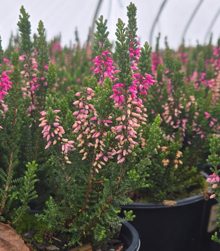Calluna vulgaris Beauty Ladies® - Pink