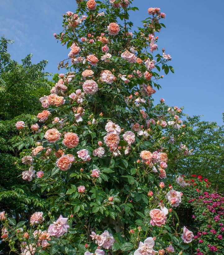Rosa Colette™