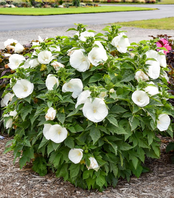 Hibiscus x Marshmallow Moon