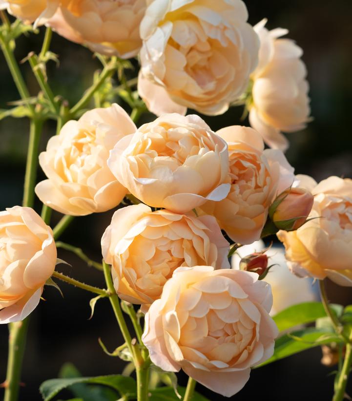 Rosa Dannahue™