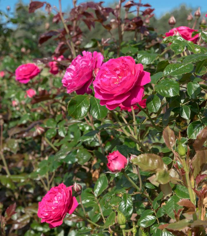Rosa Loves Me, Loves Me Not™