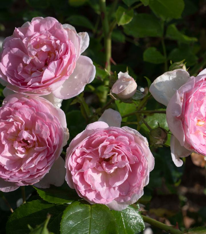 Rosa Romantica® Ball Gown™