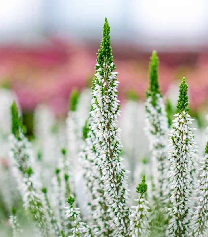 Calluna vulgaris Beauty Ladies® Viva
