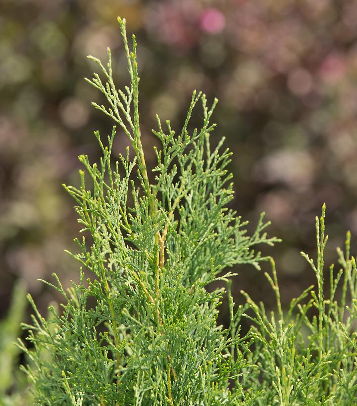 Thuja occidentalis Tall Guy®