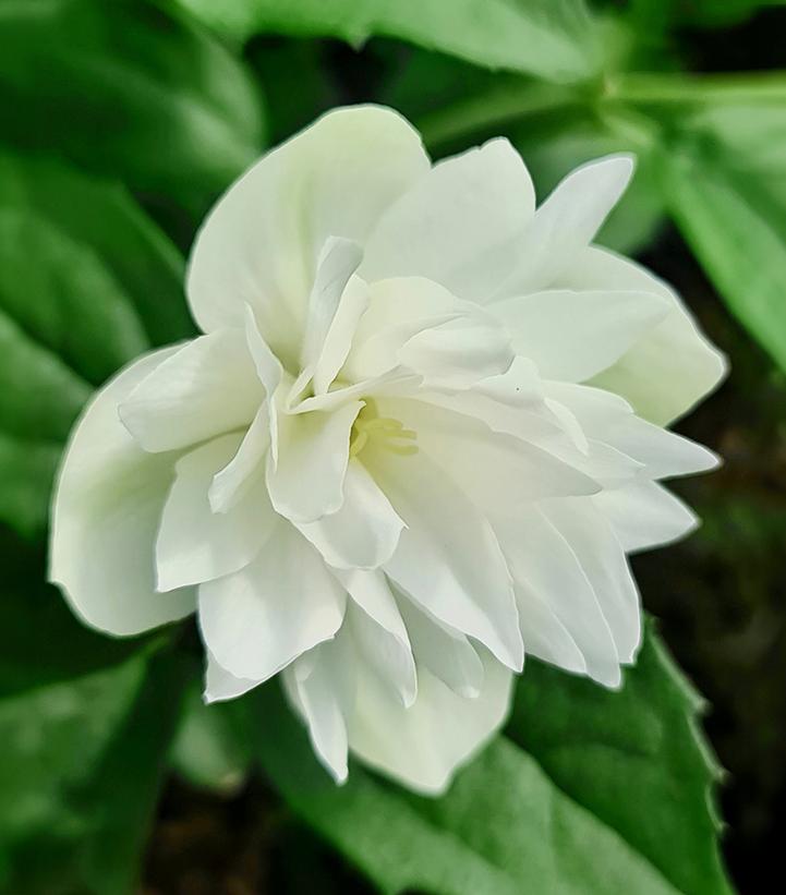 Philadelphus lewisii Pearls of Perfume™
