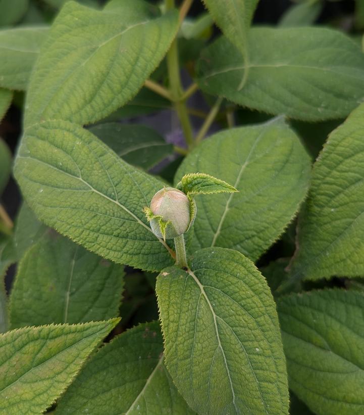 Hydrangea involucrata 