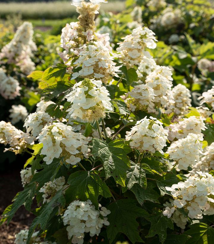 Hydrangea quercifolia Autumn Reprise™
