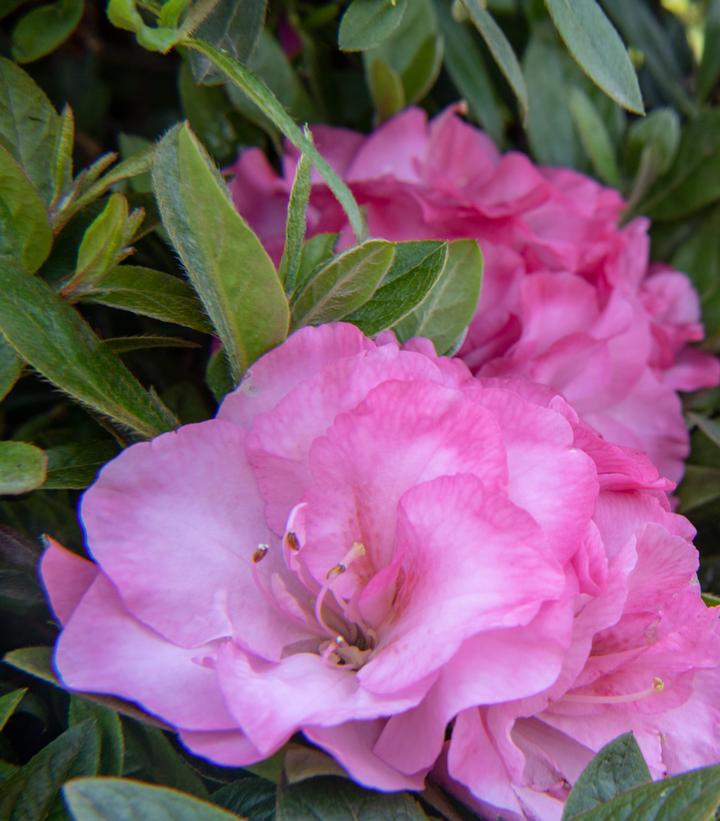 Azalea Ever After™ Blush