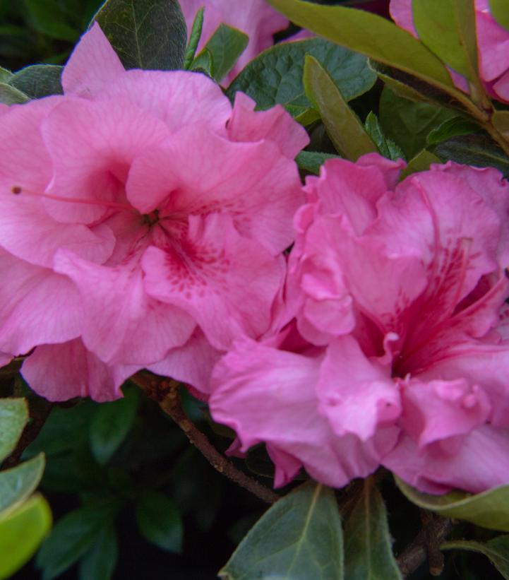 Azalea Ever After™ Pink