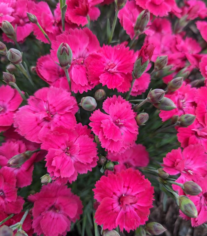 Dianthus gratianopolitanus Glamour Time™