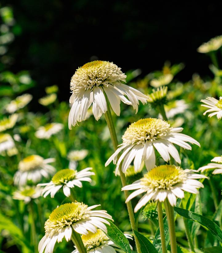 Echinacea purpurea Vanilla Drip™