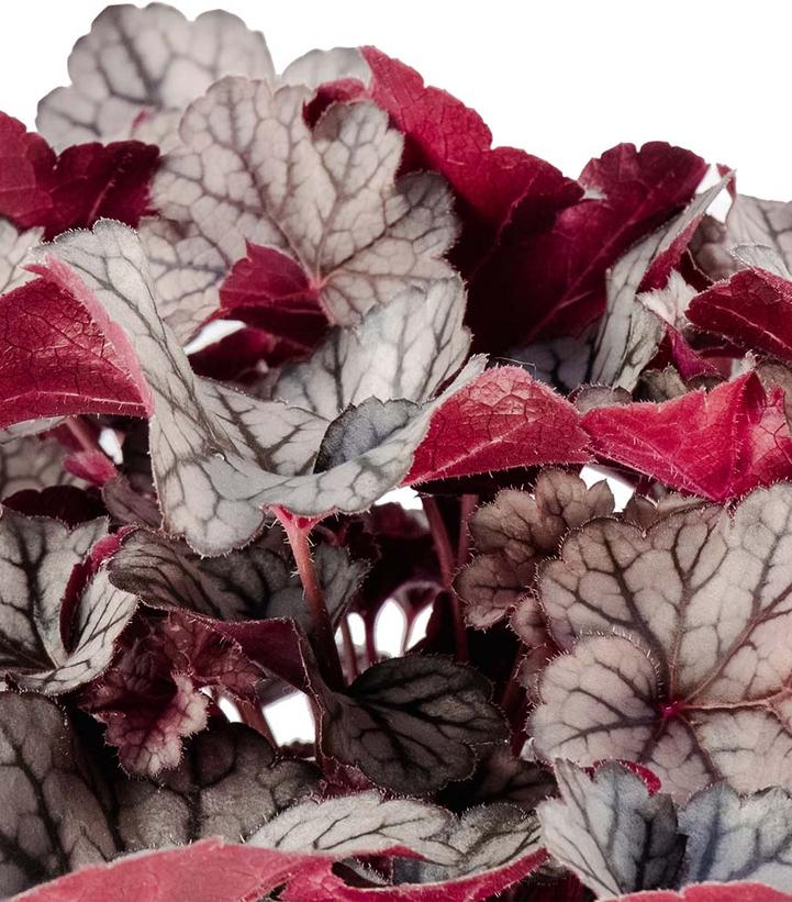 Heuchera Spice Curls™