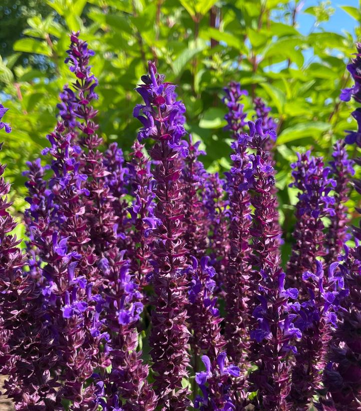 Salvia nemorosa Perpetual Purple™