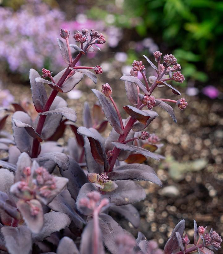 Sedum x Puff Pastry™ 'Raspberry'