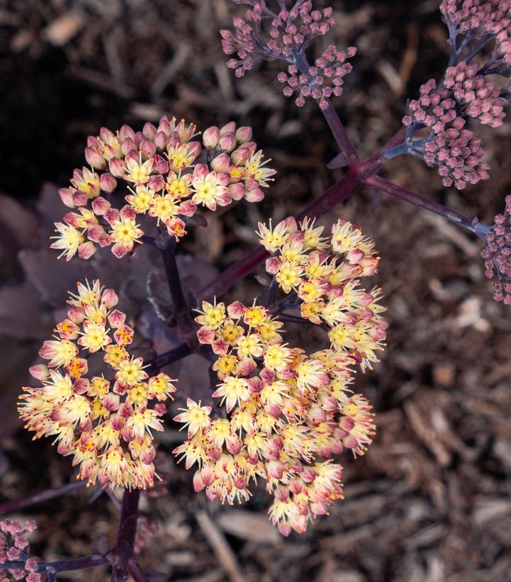 Sedum x Puff Pastry™ 'White Chocolate'