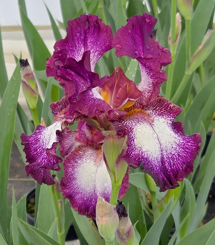 Iris germanica Tennison Ridge