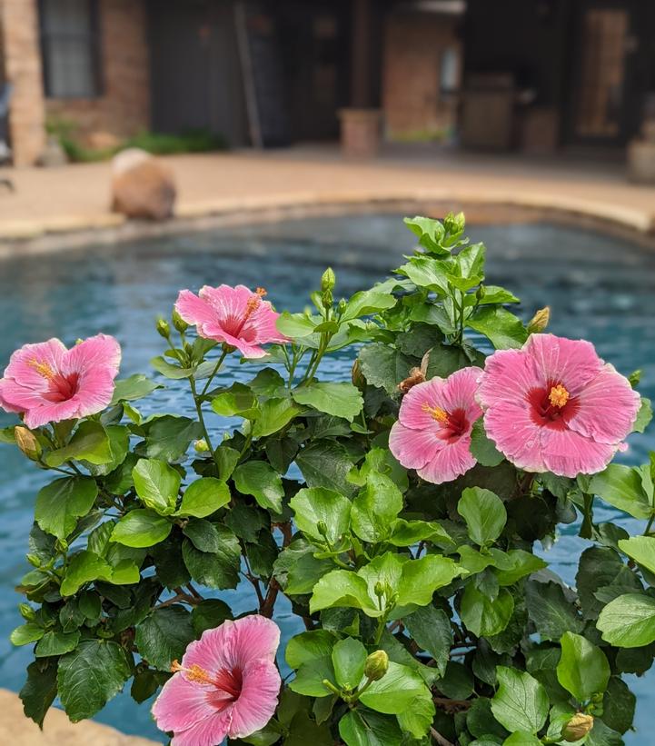 Hibiscus rosa-sinensis Hollywood Hibiscus® America's Sweetheart™
