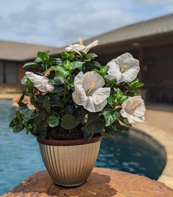 Hibiscus rosa-sinensis Hollywood Hibiscus® Earth Angel™