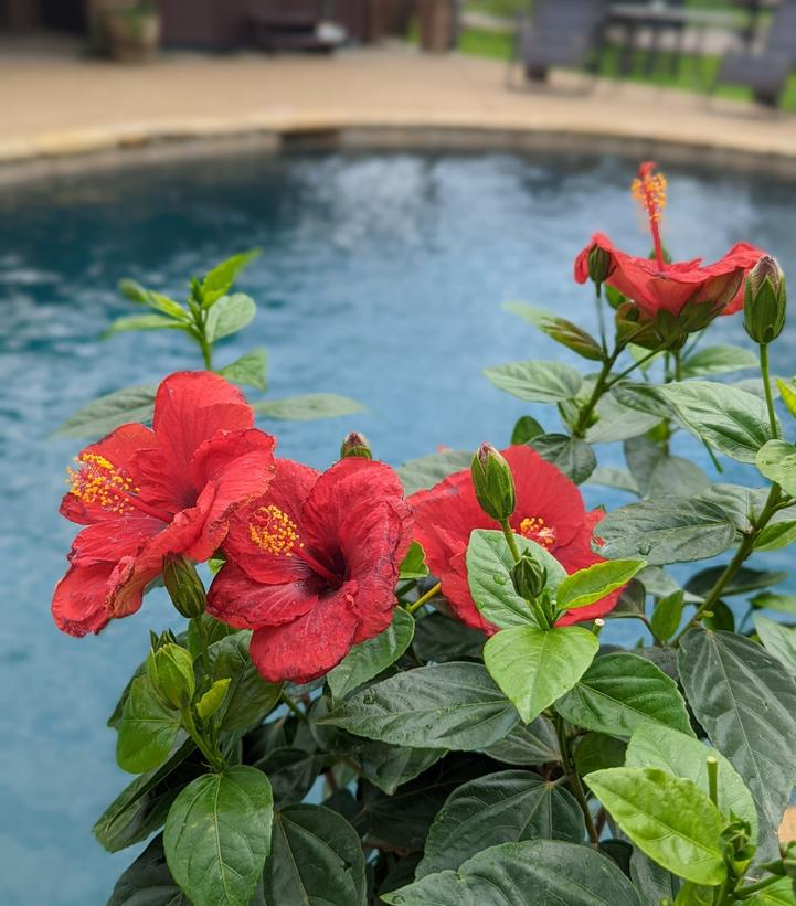 Hibiscus rosa-sinensis Hollywood Hibiscus® Hot Shot™