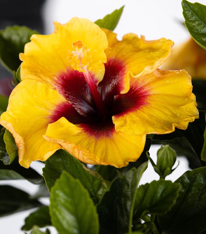 HIbiscus rosa-sinensis Hollywood Hibiscus® Rico Suave™