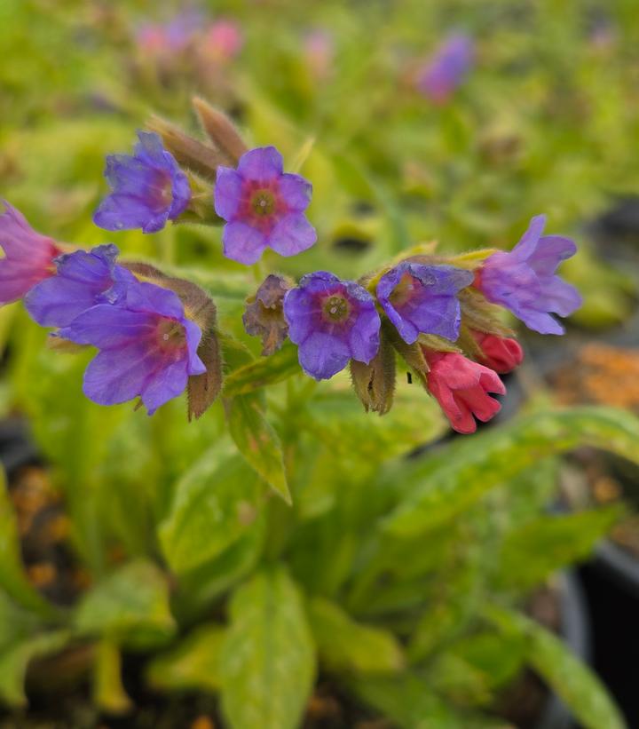 Pulmonaria 'Celebration'