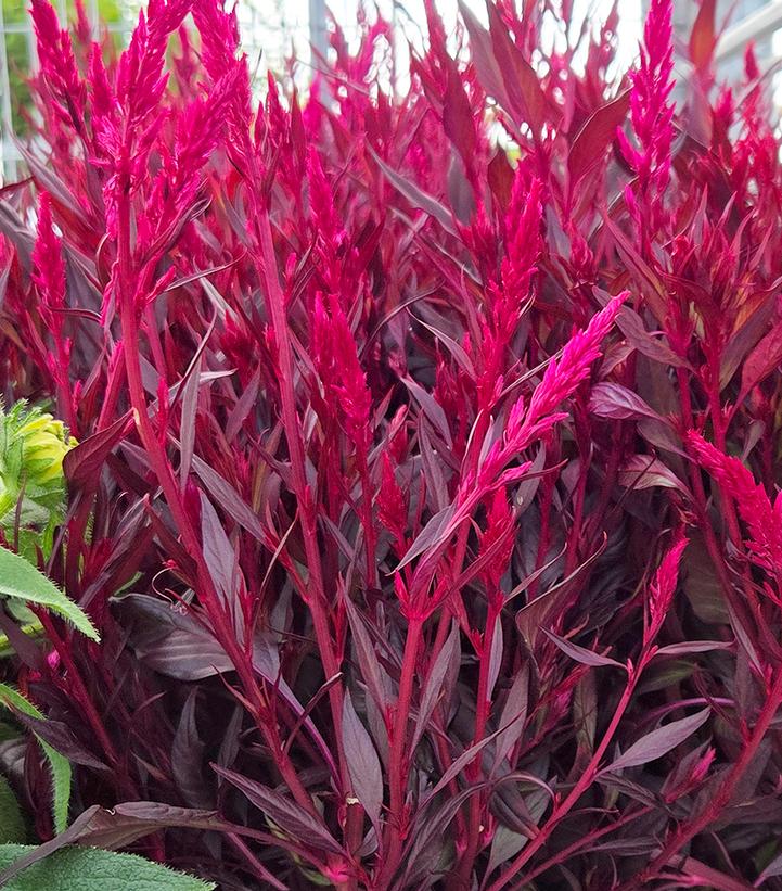 Celosia 'Floriosa Red Dark Leaf'