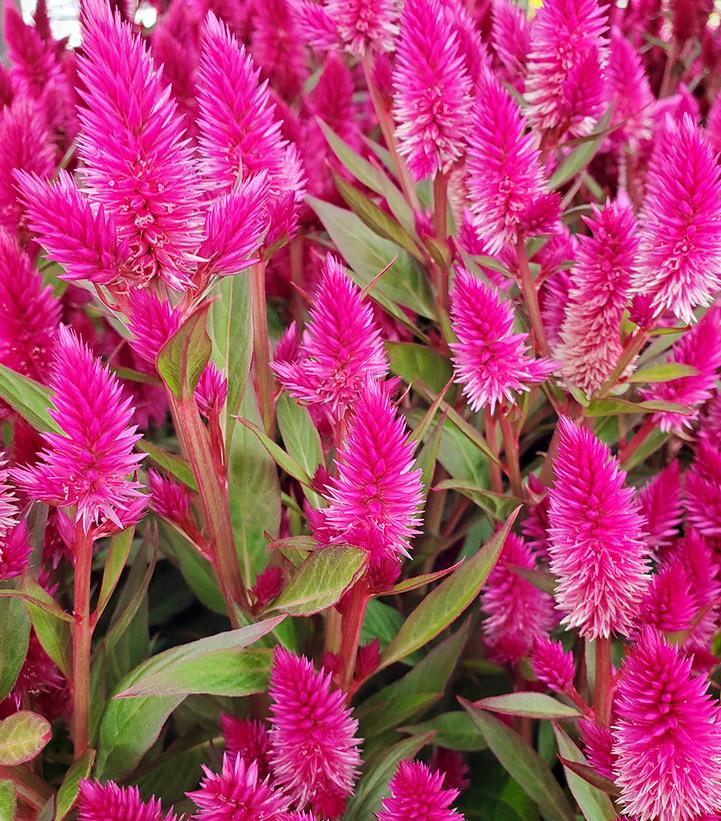 Celosia 