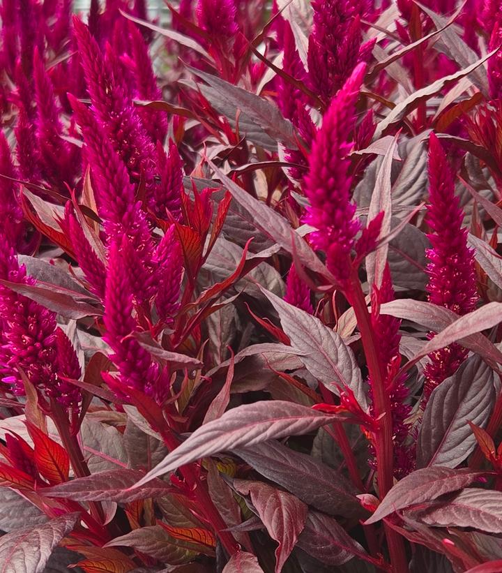 Celosia 'Kelos Fire Purple'
