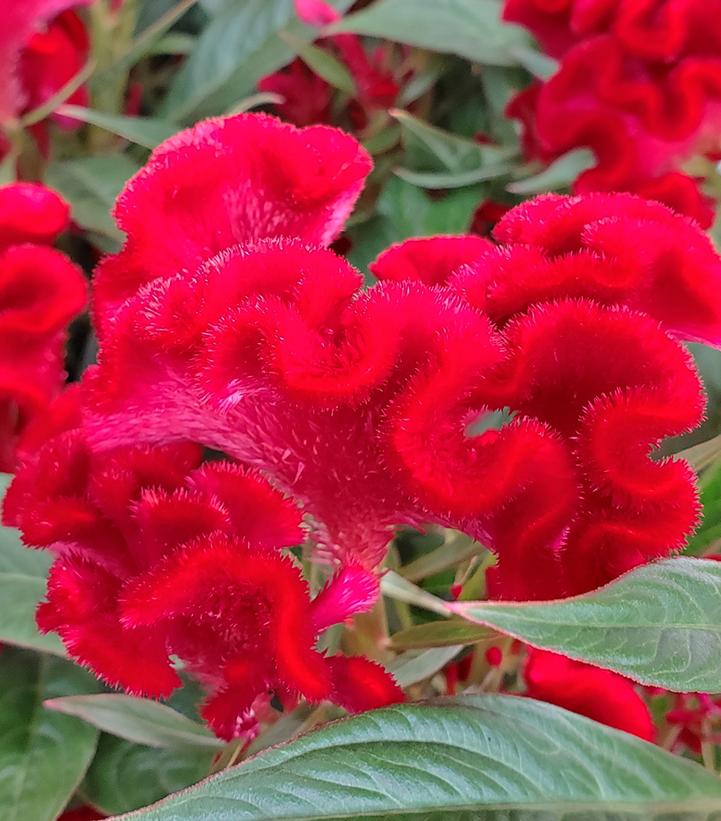 Celosia `Twisted red currant`