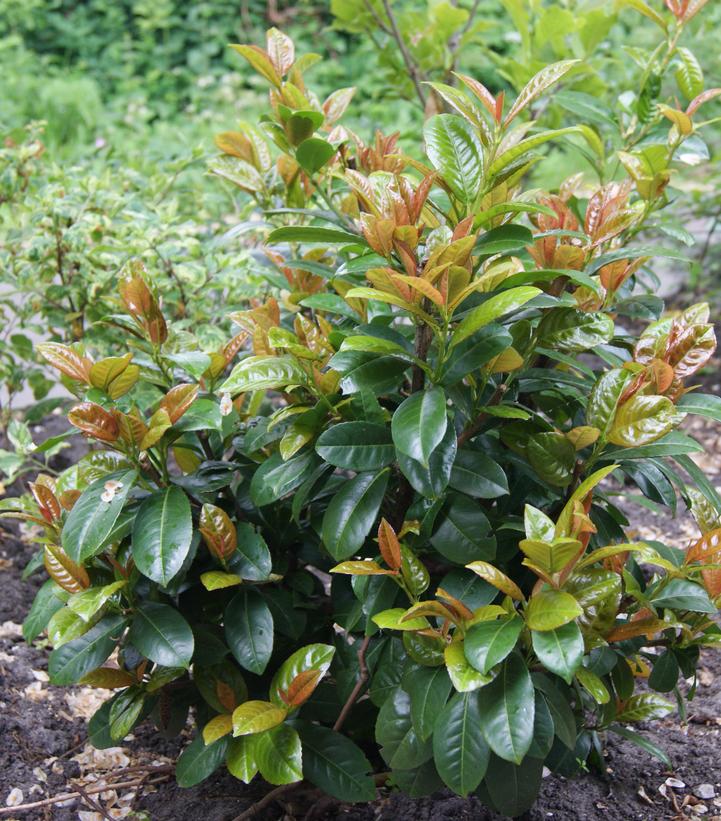 Prunus laurocerasus Volcano