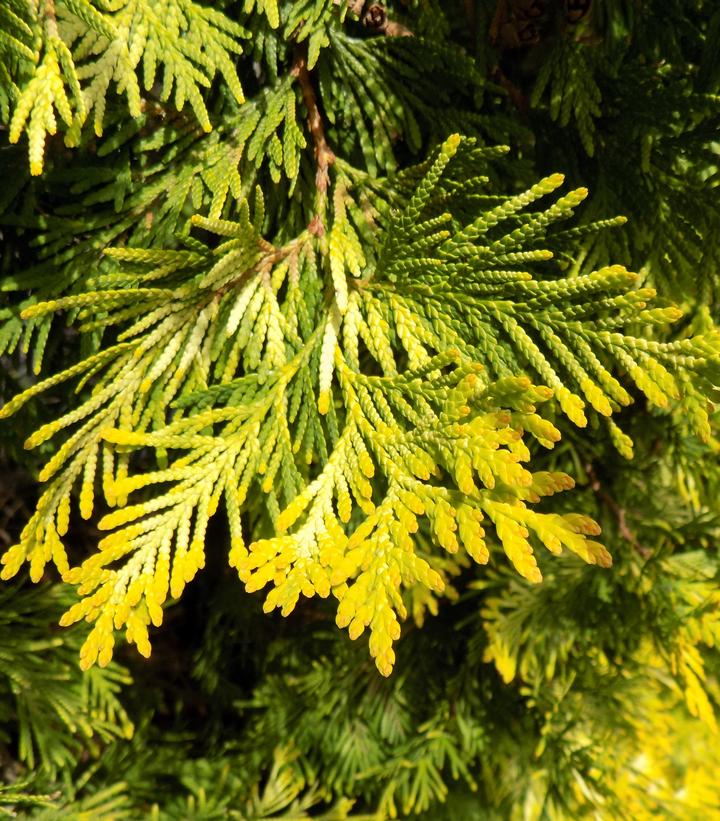 Thuja occidentalis 'Yellow Ribbon'