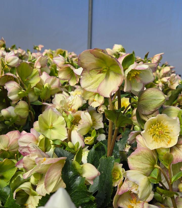 Helleborus x glandorfensis HGC® Ice N' Roses® Picotee