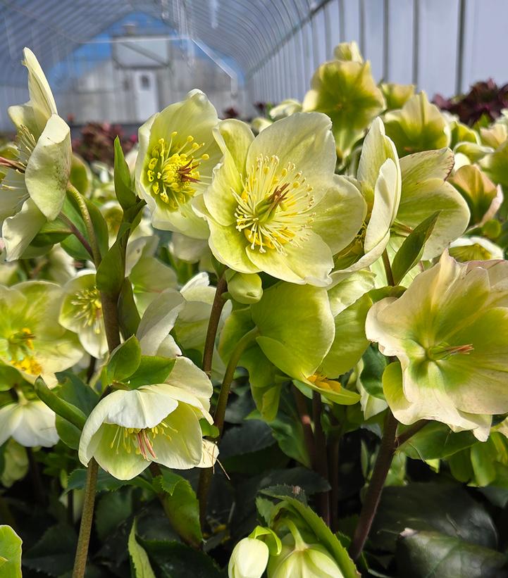 Helleborus x glandorfensis HGC® Ice N' Roses® White