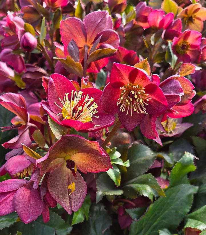 Helleborus x glandorfensis HGC® Ice N' Roses® Red