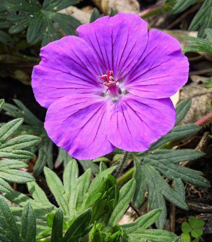 Geranium sanguineum 