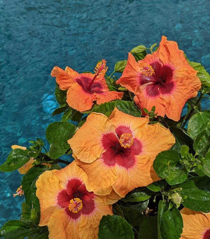 HIbiscus rosa-sinensis Hollywood Hibiscus® Disco Diva™