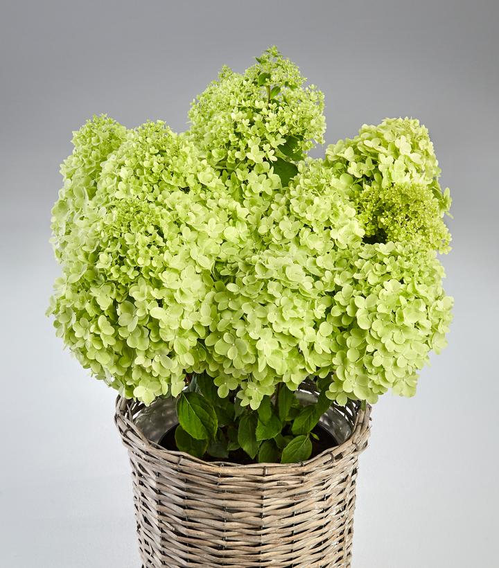 Hydrangea paniculata Pandora