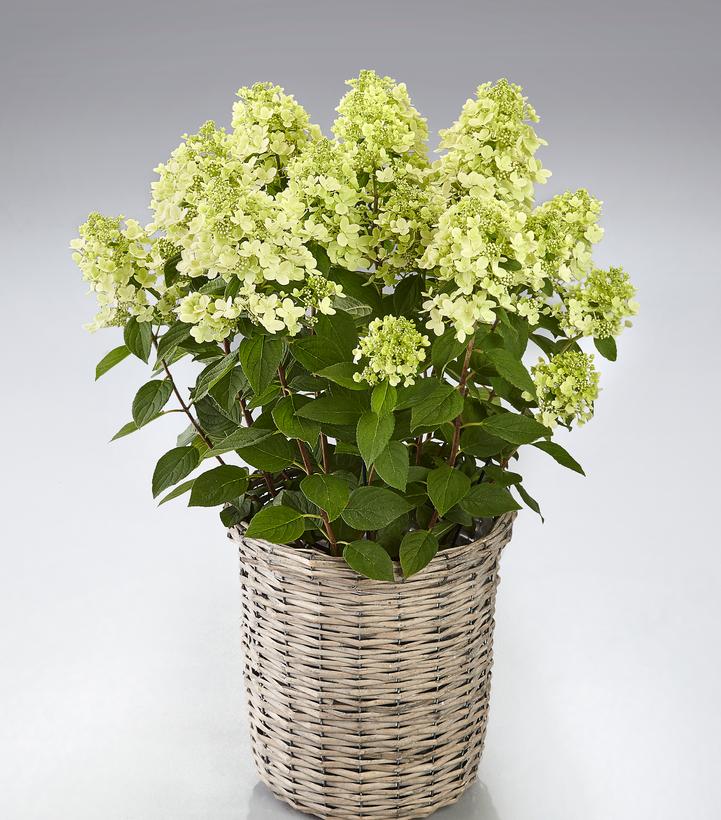 Hydrangea paniculata Panflora