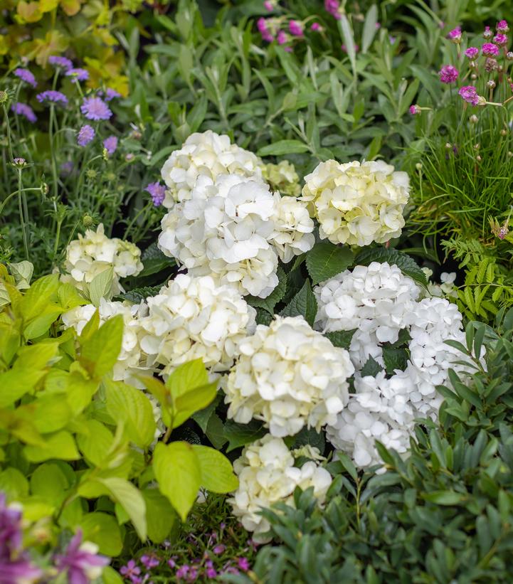 Hydrangea macrophylla Endless Summer® Dreamcloud®
