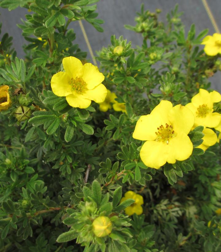 Potentilla fruticosa Cheesehead