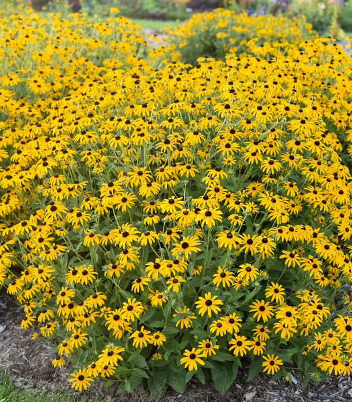 Rudbeckia x 'Treasure Trove'