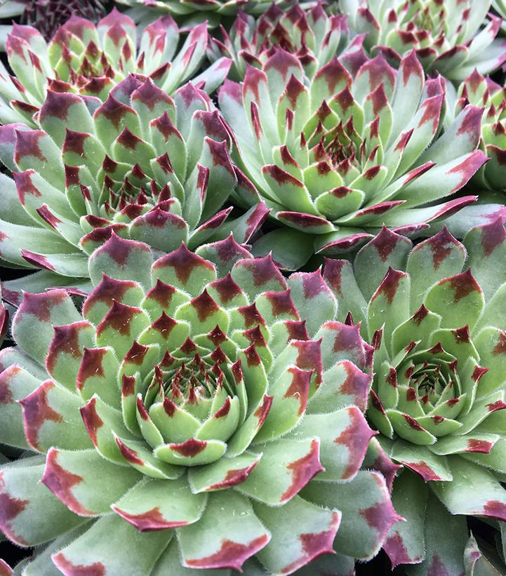 Sempervivum Chick Charms® Mint Marvel™