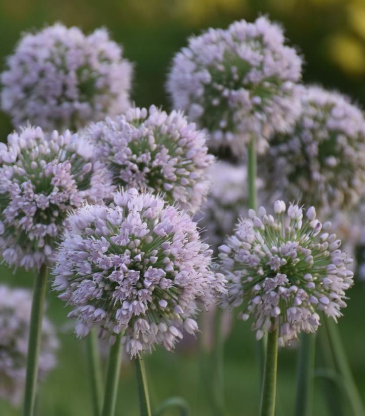 Allium x 'Bobblehead'