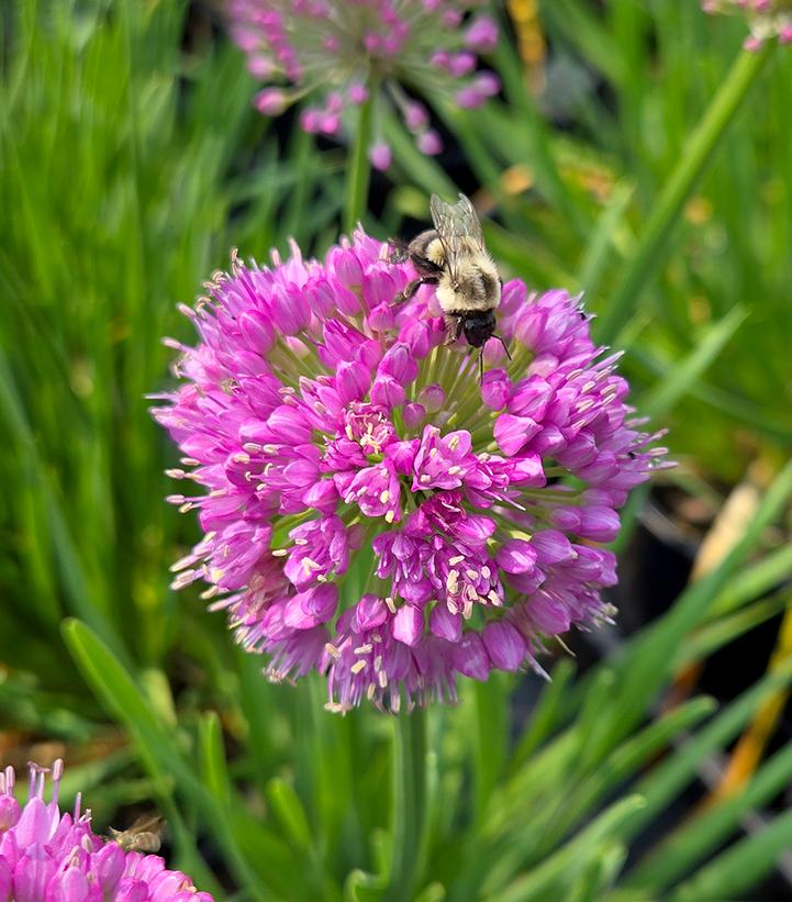 Allium x Cobalt Millenium