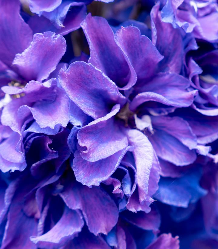 Delphinium x Laser Beam™