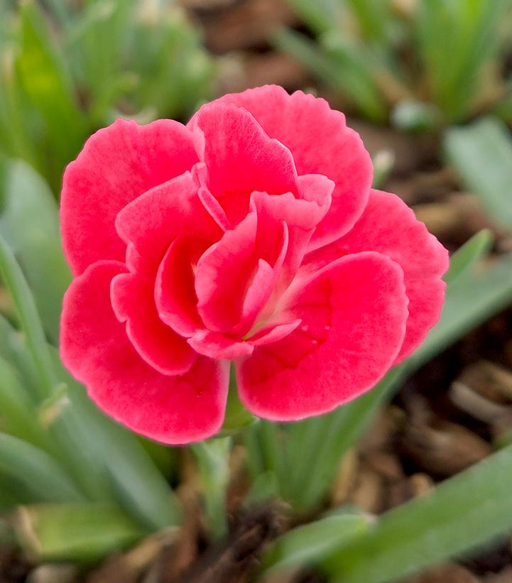 Dianthus x EverLast™ 'Peach'