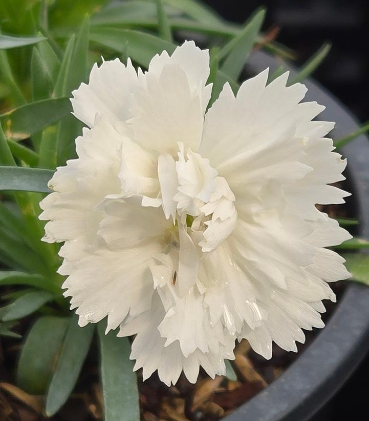 Dianthus x EverLast™ - White